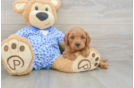 Small Mini Goldendoodle Baby