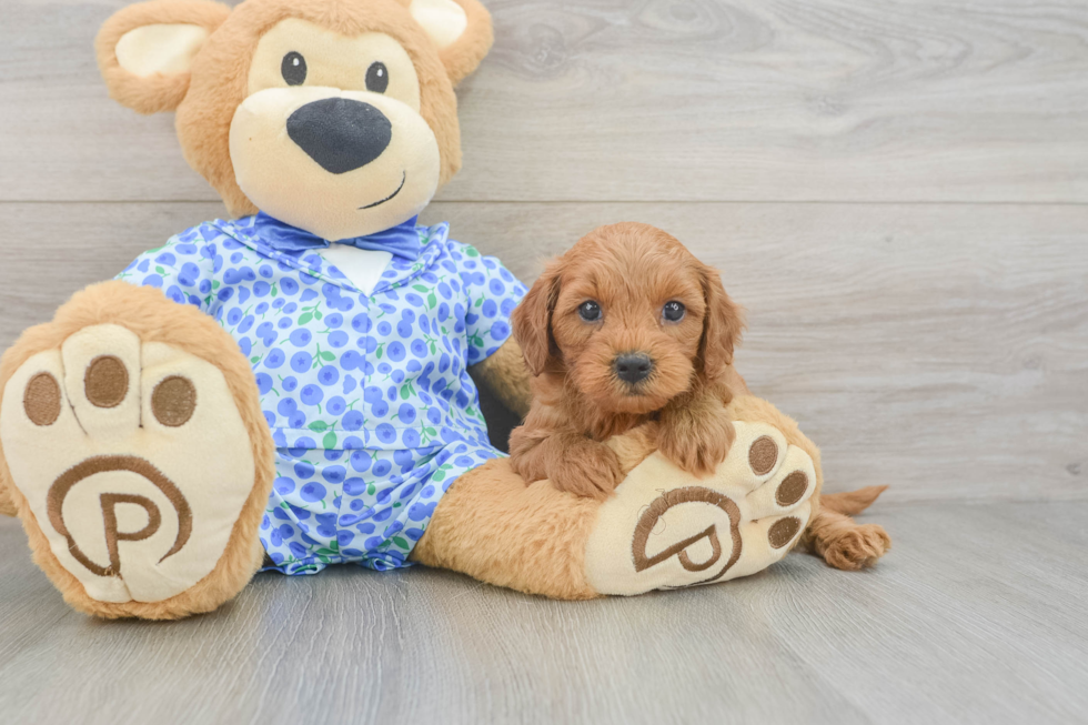 Small Mini Goldendoodle Baby