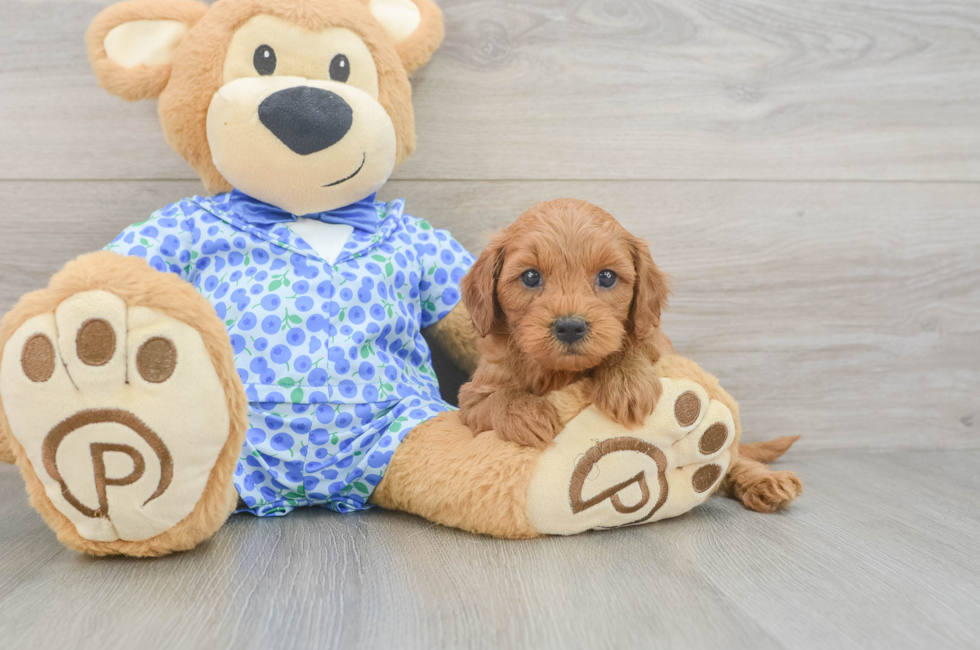 5 week old Mini Goldendoodle Puppy For Sale - Premier Pups
