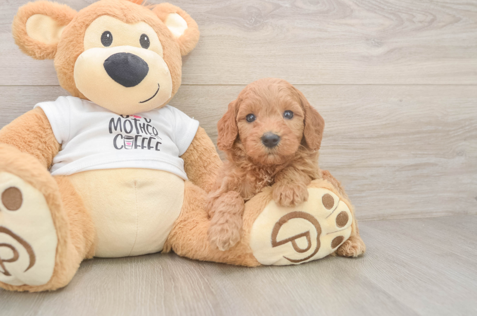 5 week old Mini Goldendoodle Puppy For Sale - Premier Pups