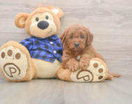 6 week old Mini Goldendoodle Puppy For Sale - Premier Pups