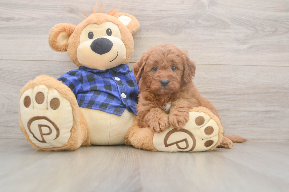 5 week old Mini Goldendoodle Puppy For Sale - Premier Pups