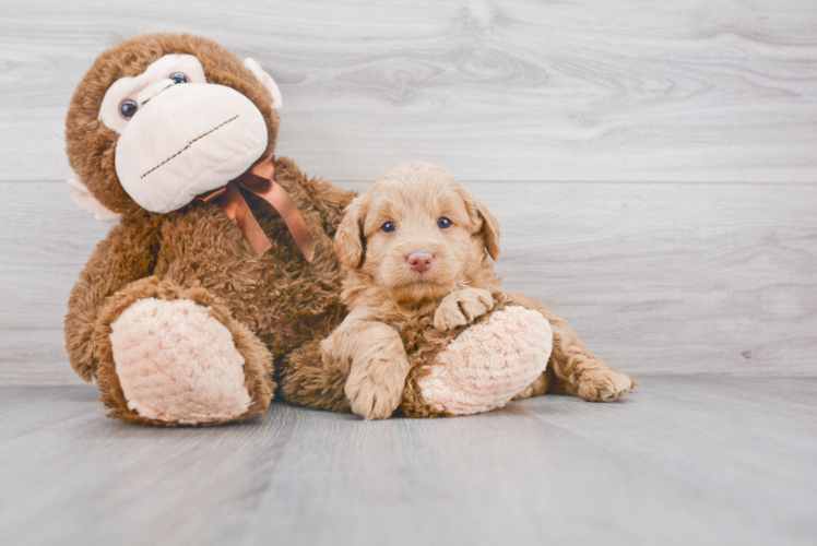 Adorable Golden Retriever Poodle Mix Puppy