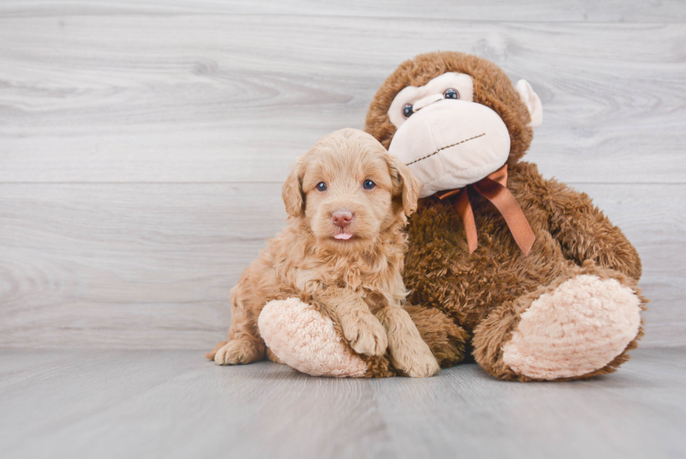 Best Mini Goldendoodle Baby