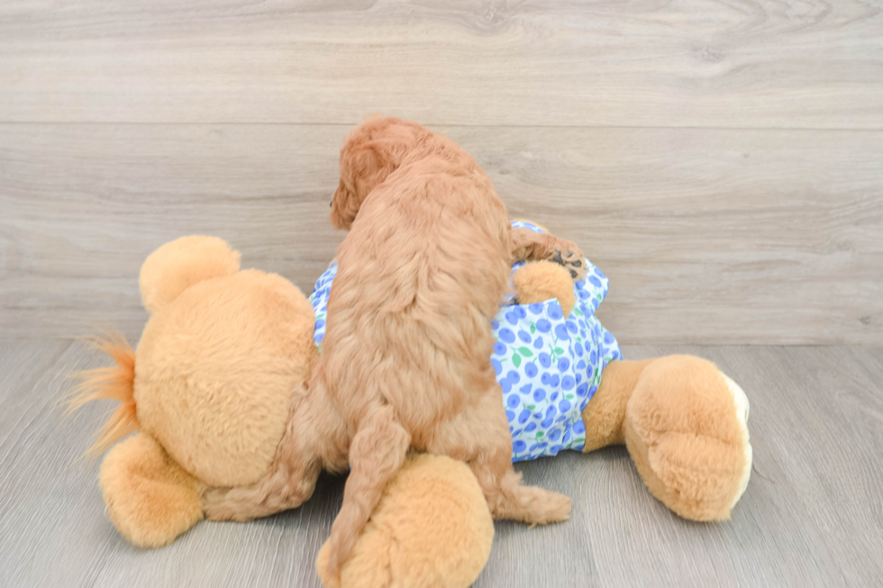 Mini Goldendoodle Pup Being Cute