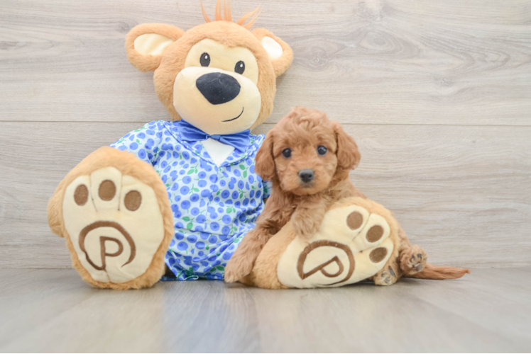 Hypoallergenic Mini Goldiepoo Poodle Mix Puppy