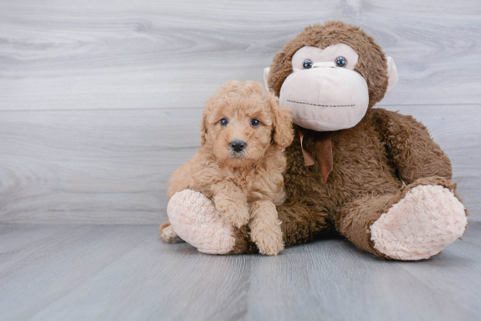 Friendly Mini Goldendoodle Baby