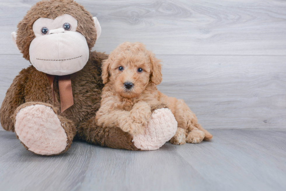 Friendly Mini Goldendoodle Baby