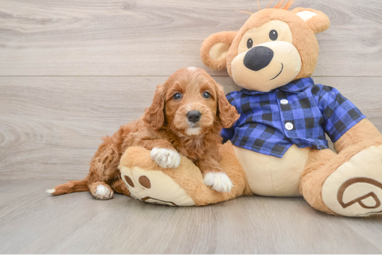 Mini Goldendoodle Puppy for Adoption