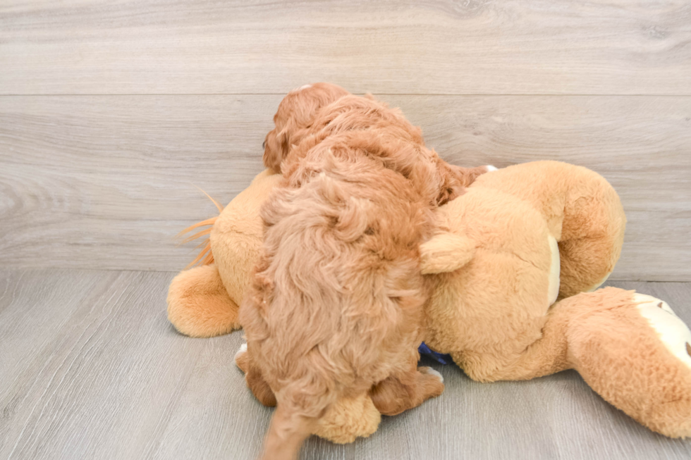 Mini Goldendoodle Puppy for Adoption