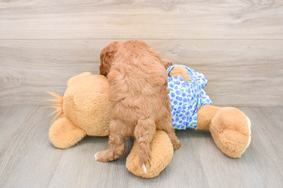 Best Mini Goldendoodle Baby