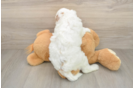 Mini Goldendoodle Puppy for Adoption