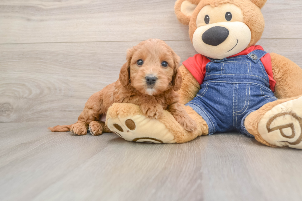 Mini Goldendoodle Pup Being Cute