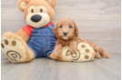 Hypoallergenic Mini Goldiepoo Poodle Mix Puppy