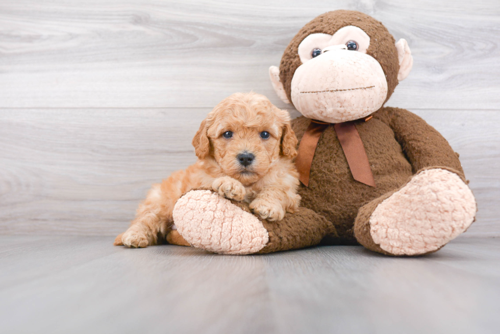 Best Mini Goldendoodle Baby