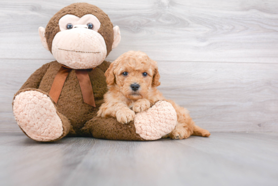 Best Mini Goldendoodle Baby