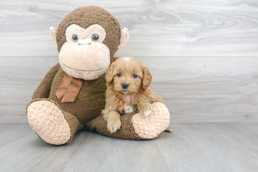 Mini Goldendoodle Puppy for Adoption