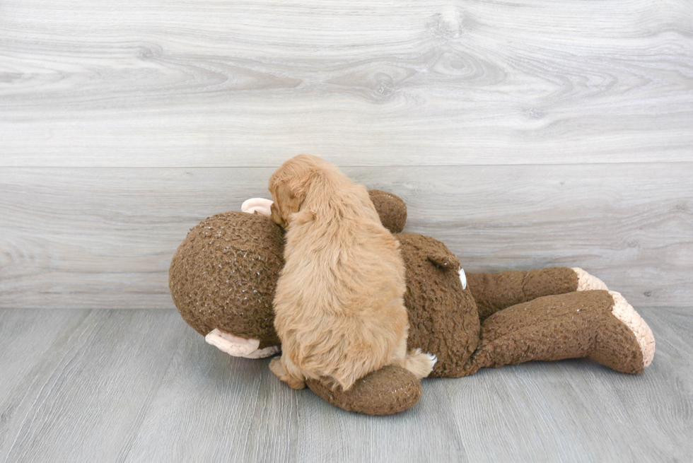 Mini Goldendoodle Pup Being Cute