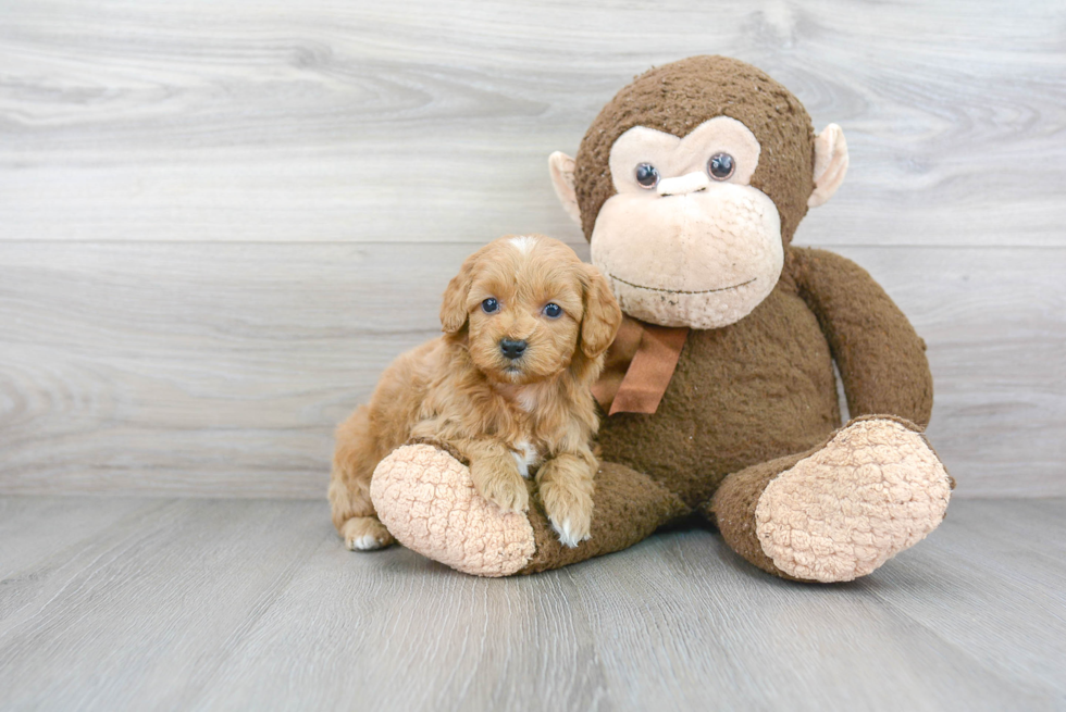 Mini Goldendoodle Pup Being Cute