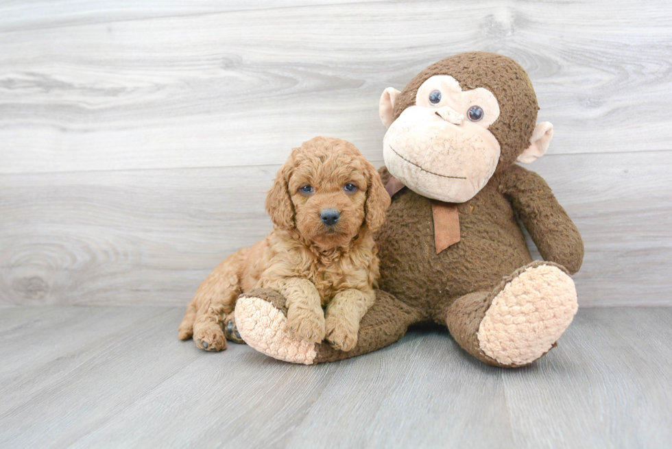 Mini Goldendoodle Puppy for Adoption