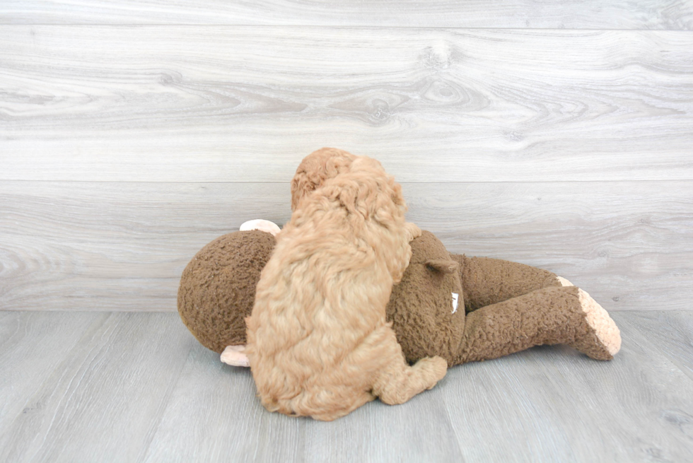 Petite Mini Goldendoodle Poodle Mix Pup