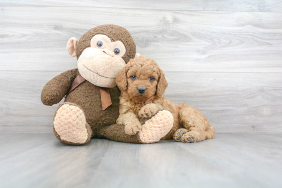 Best Mini Goldendoodle Baby