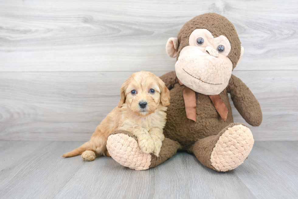 Mini Goldendoodle Pup Being Cute