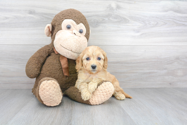 Friendly Mini Goldendoodle Baby