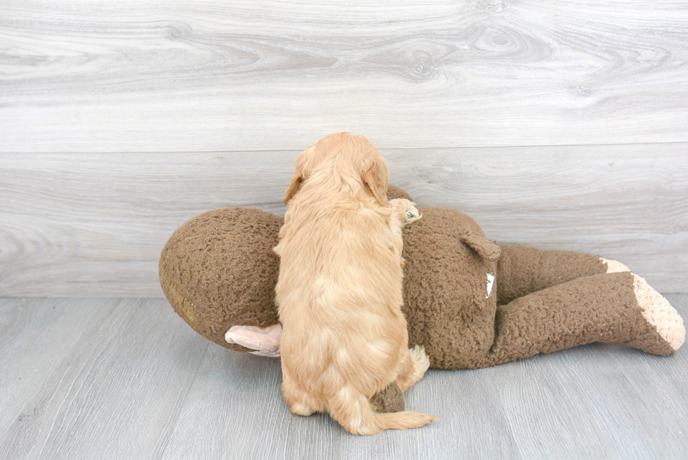 Best Mini Goldendoodle Baby