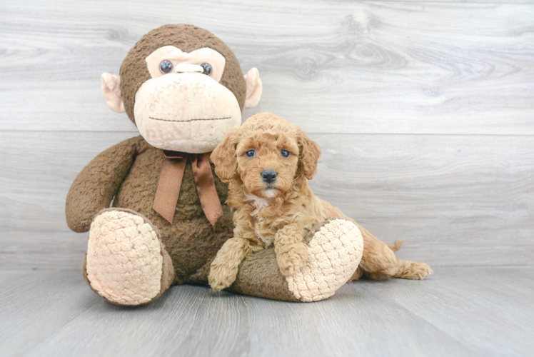 Popular Mini Goldendoodle Poodle Mix Pup