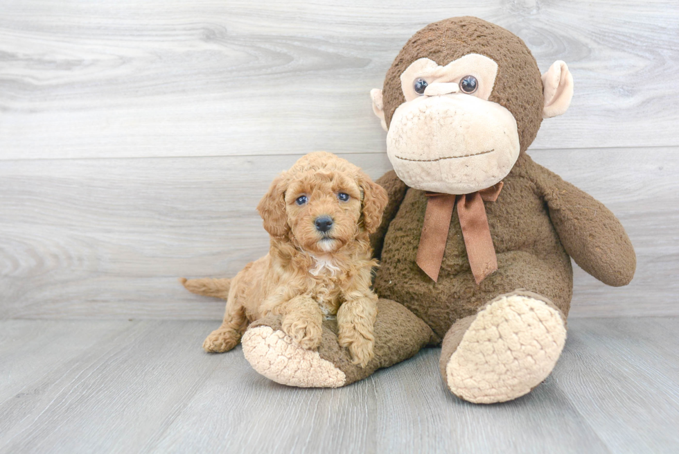 Best Mini Goldendoodle Baby