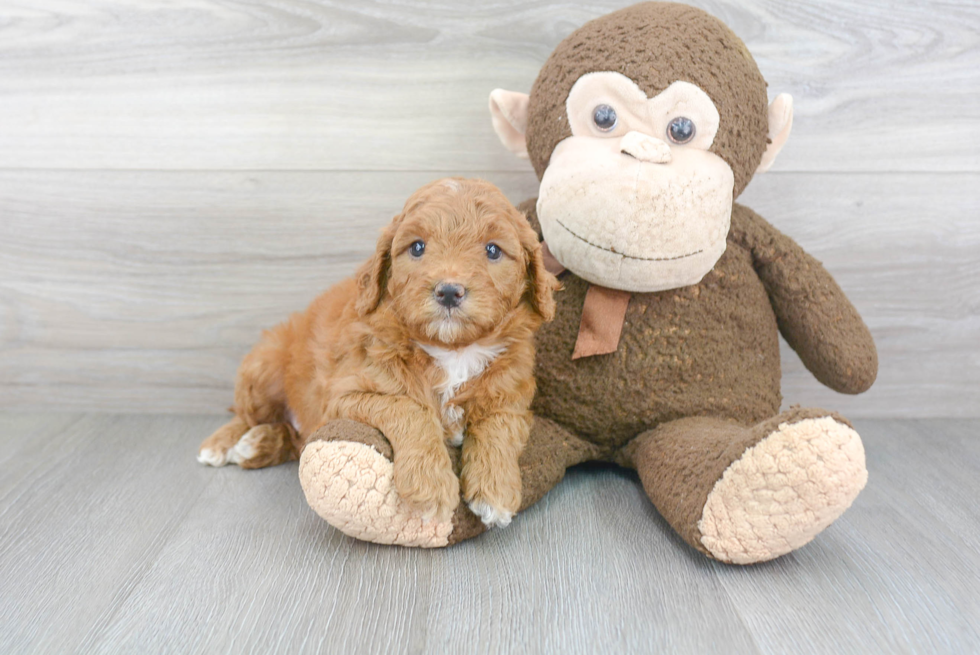 Small Mini Goldendoodle Baby