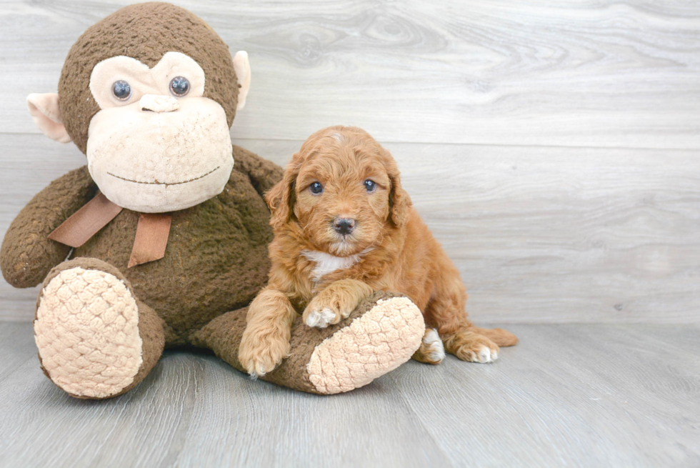 Energetic Golden Retriever Poodle Mix Puppy