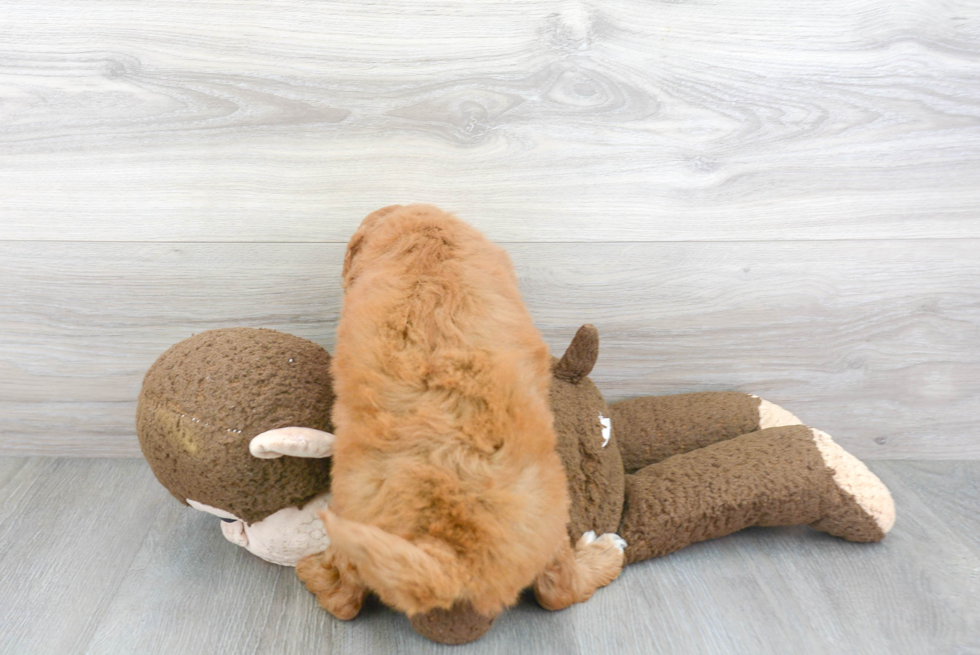 Mini Goldendoodle Pup Being Cute