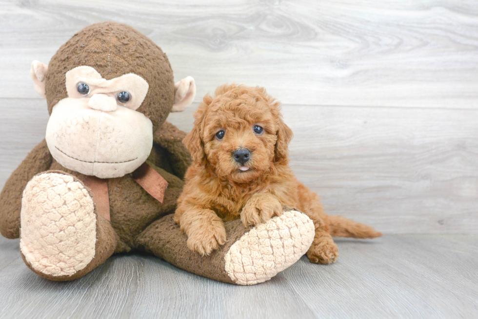 Hypoallergenic Golden Retriever Poodle Mix Puppy