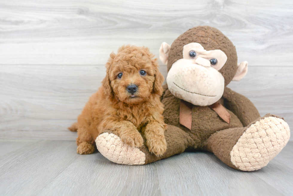 Friendly Mini Goldendoodle Baby