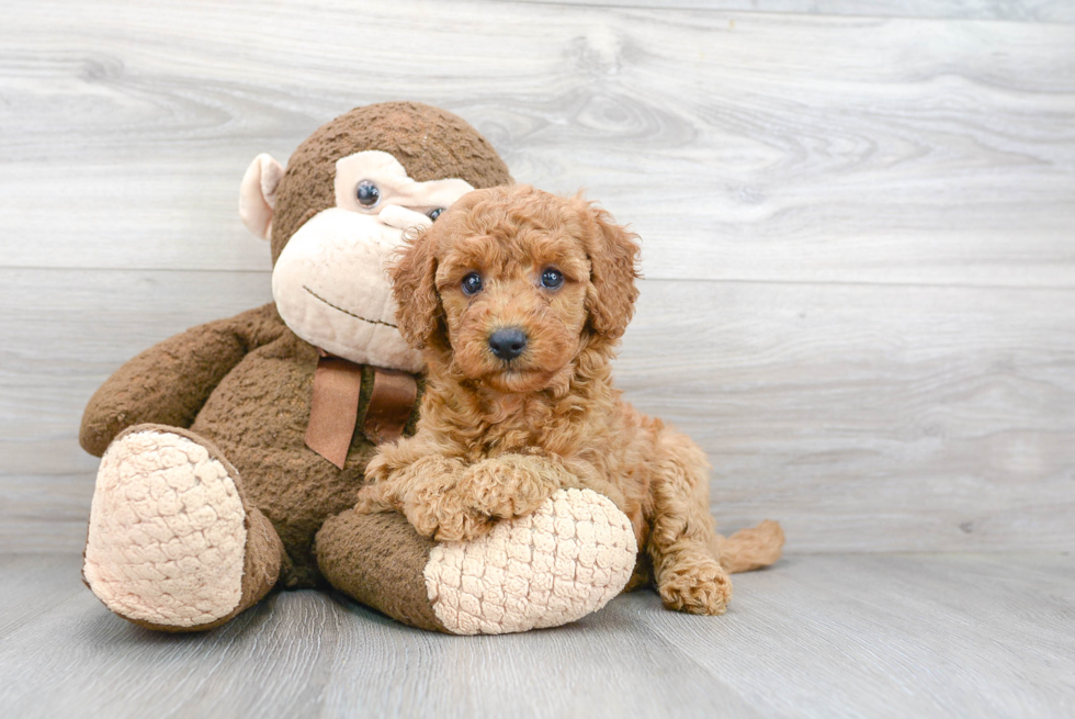 Petite Mini Goldendoodle Poodle Mix Pup