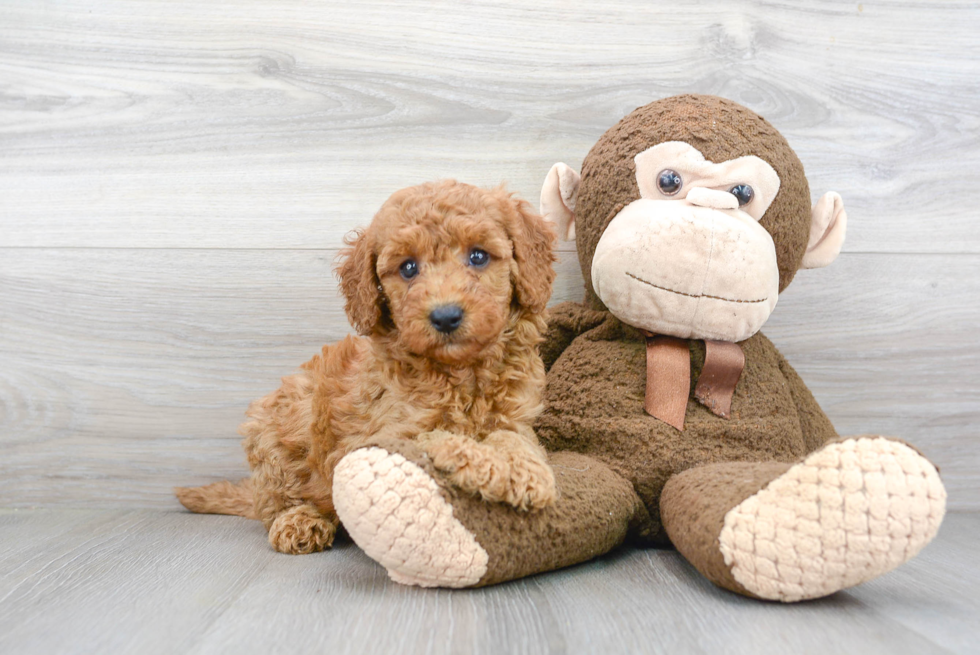 Mini Goldendoodle Pup Being Cute