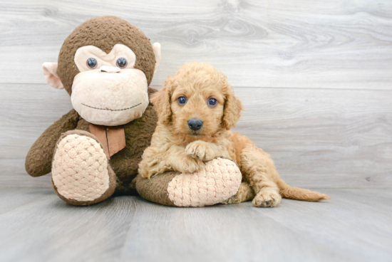 Mini Goldendoodle Pup Being Cute