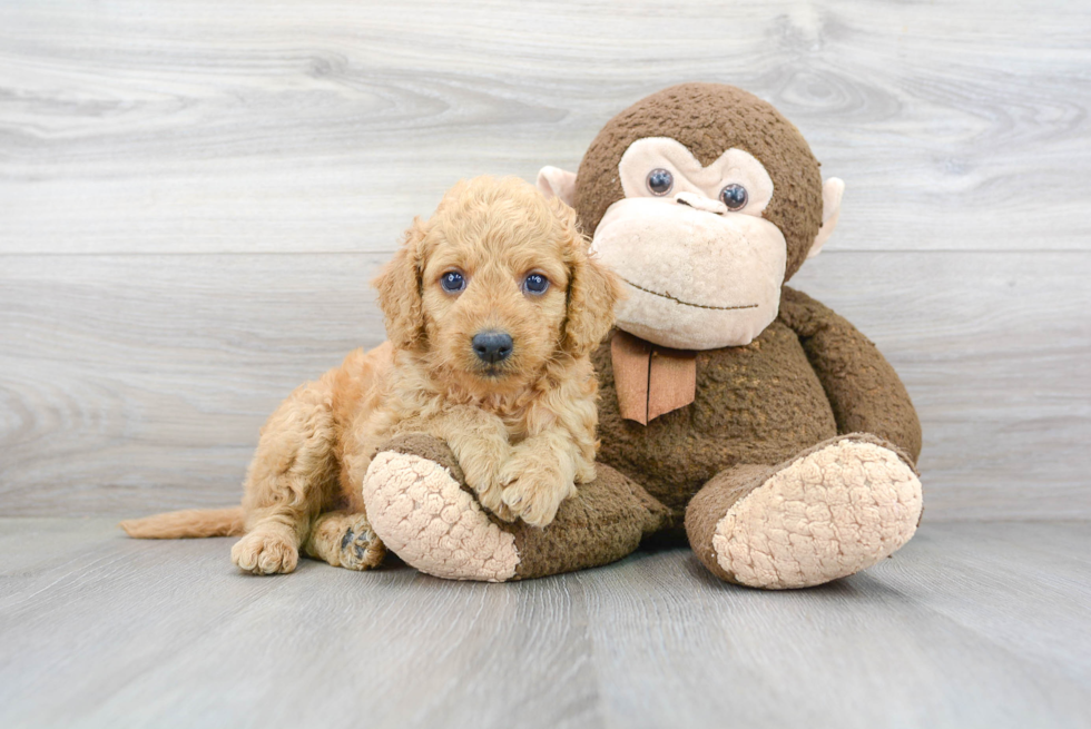 Small Mini Goldendoodle Baby