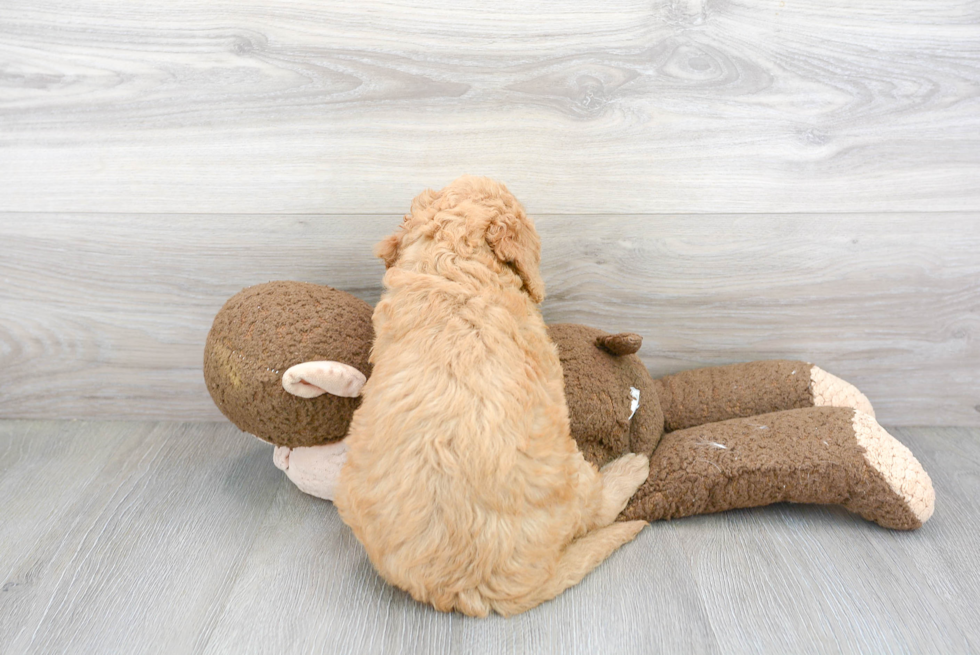 Mini Goldendoodle Pup Being Cute