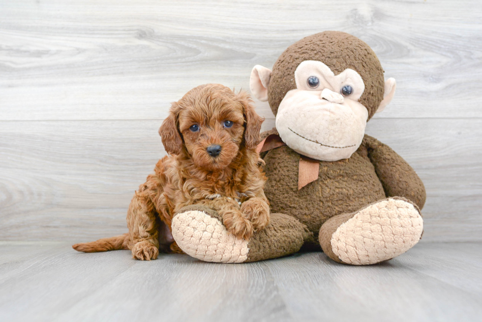 Little Golden Retriever Poodle Mix Puppy