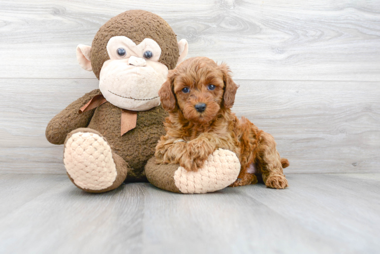 Best Mini Goldendoodle Baby