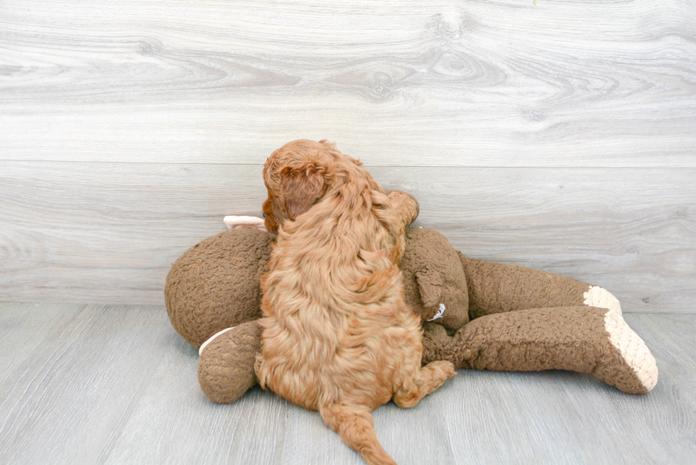 Petite Mini Goldendoodle Poodle Mix Pup