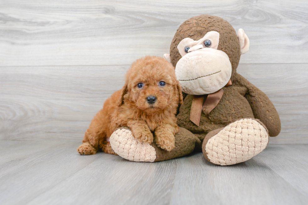 Little Golden Retriever Poodle Mix Puppy