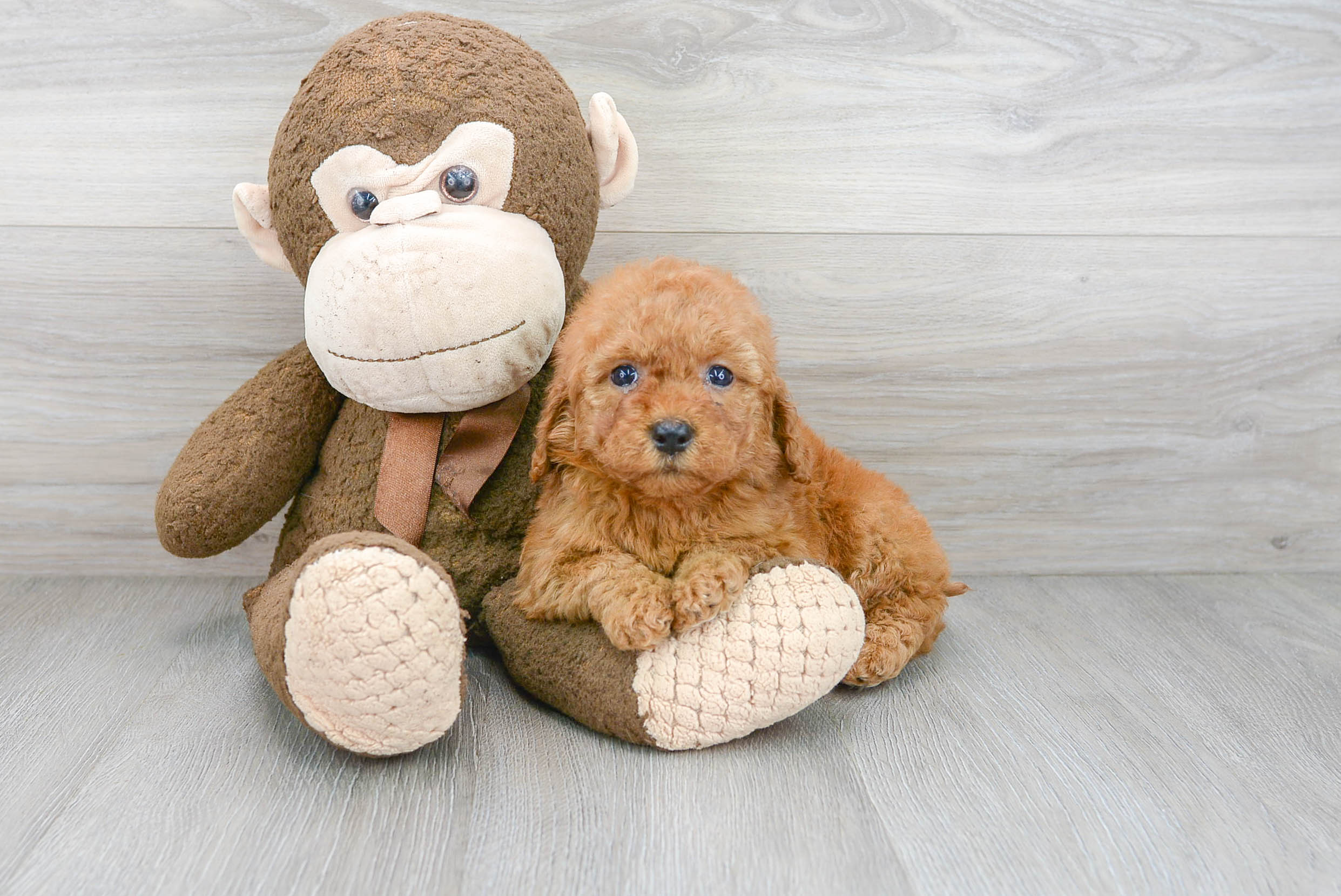 Best Mini Goldendoodle Baby