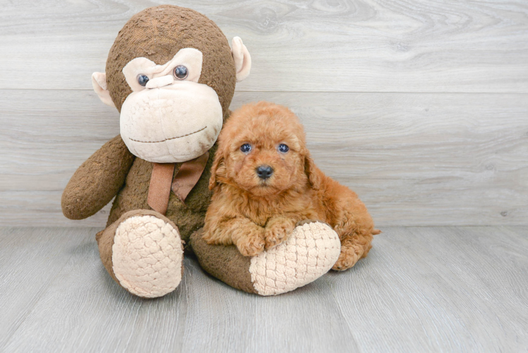 Best Mini Goldendoodle Baby