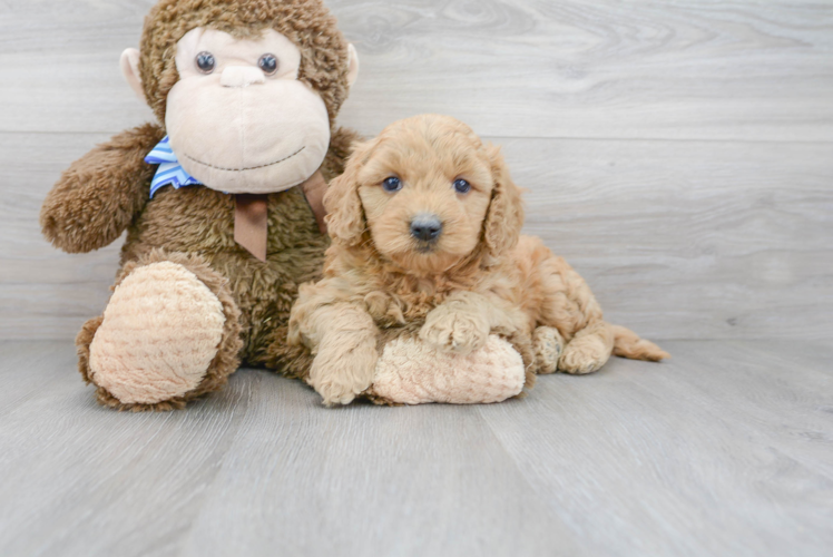 Cute Mini Goldendoodle Poodle Mix Pup