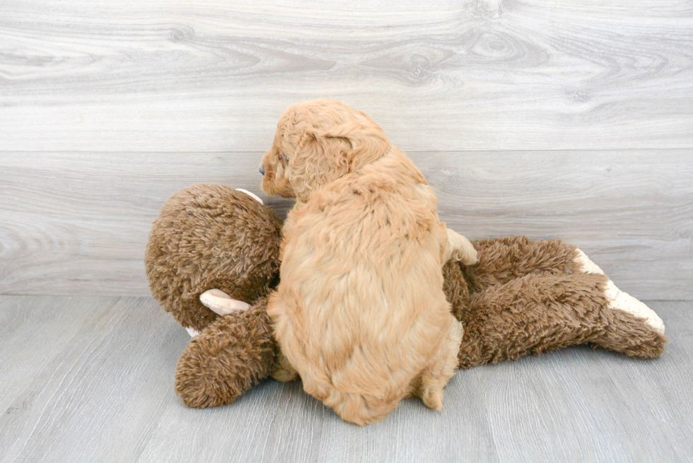 Cute Mini Goldendoodle Baby