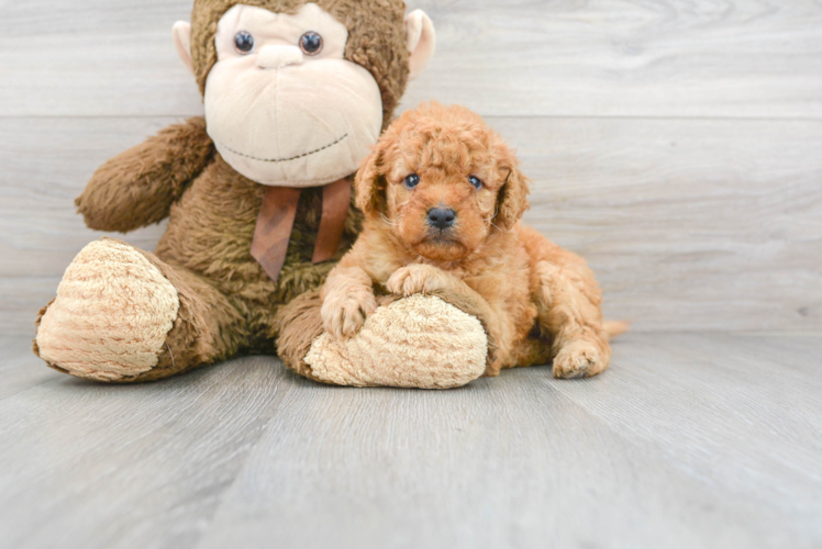 Best Mini Goldendoodle Baby